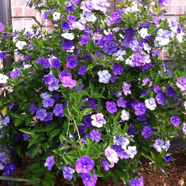 Yesterday Today  And Tomorrow Flower Plant (Pack Of-1 )