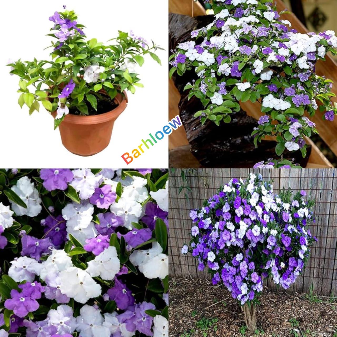 Yesterday Today  And Tomorrow Flower Plant (Pack Of-1 )