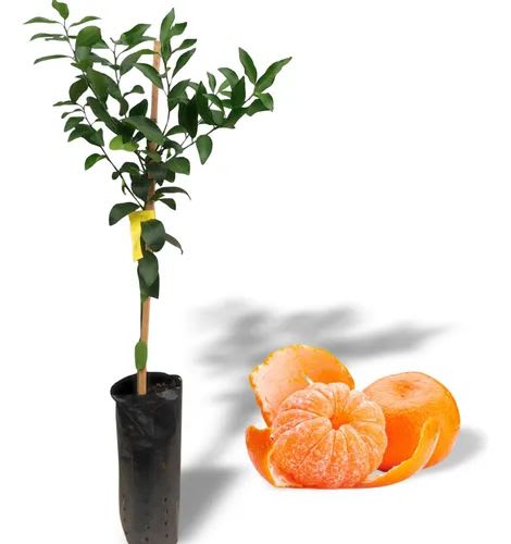 Hamlin Orange Fruit Plant | Grafting (Pack Of 1)