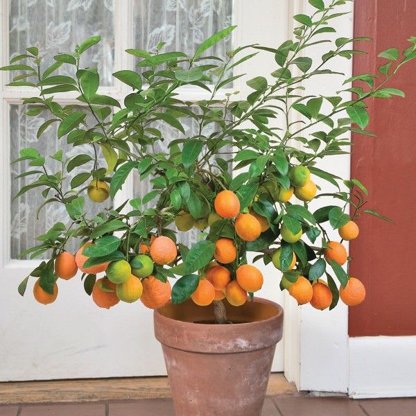 Hamlin Orange Fruit Plant | Grafting (Pack Of 1)
