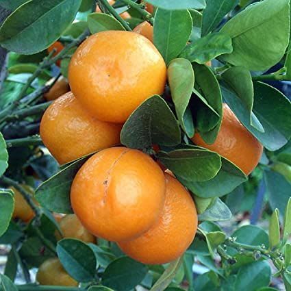 Hamlin Orange Fruit Plant | Grafting (Pack Of 1)