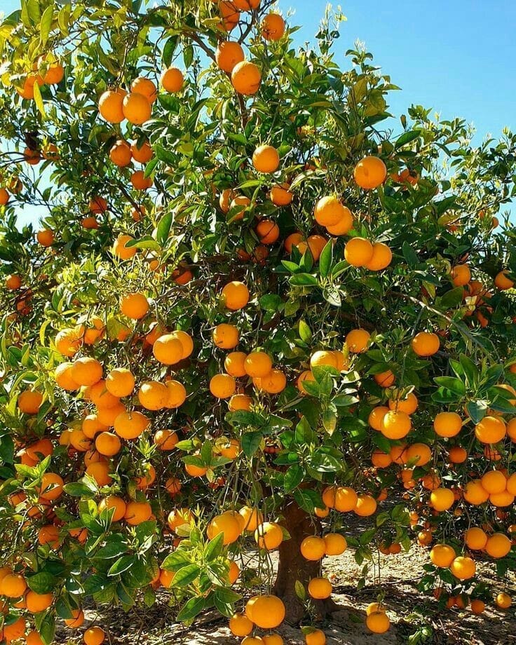 Hamlin Orange Fruit Plant | Grafting (Pack Of 1)
