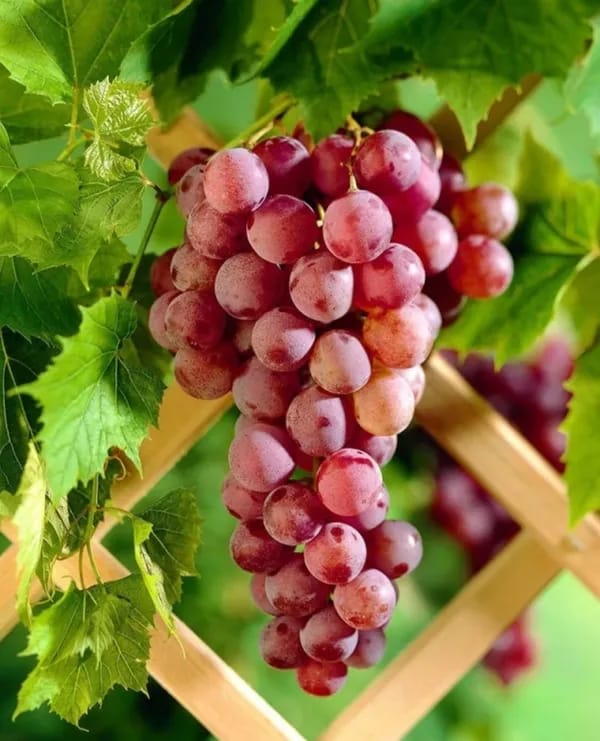 Hybrid Thai Seedless Grapes Grafting Plant (Pack Of-1)