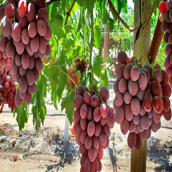 Hybrid Thai Seedless Grapes Grafting Plant (Pack Of-1)