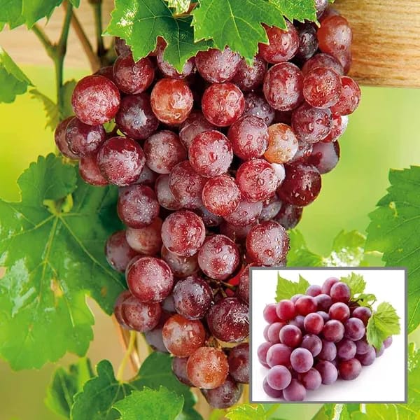 Hybrid Thai Seedless Grapes Grafting Plant (Pack Of-1)