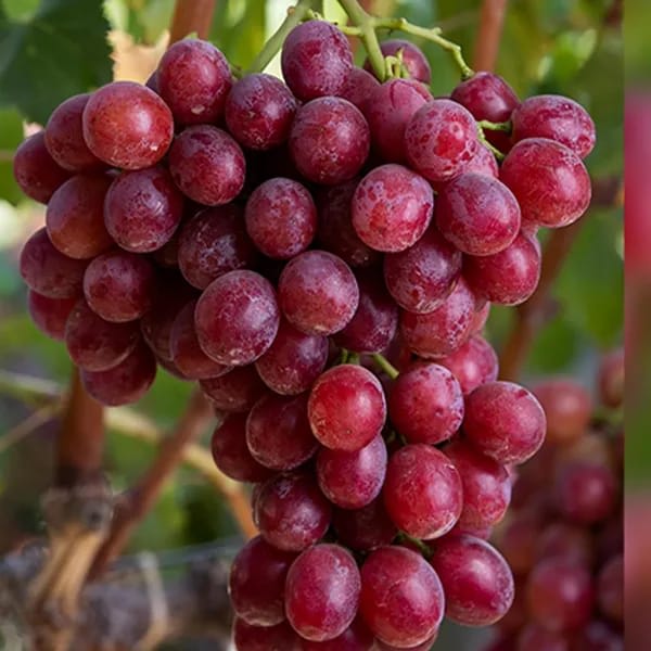 Hybrid Thai Seedless Grapes Grafting Plant (Pack Of-1)