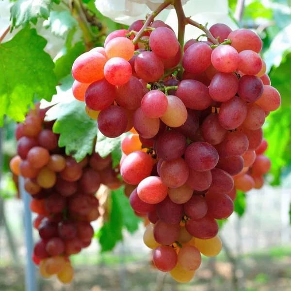 Hybrid Thai Seedless Grapes Grafting Plant (Pack Of-1)