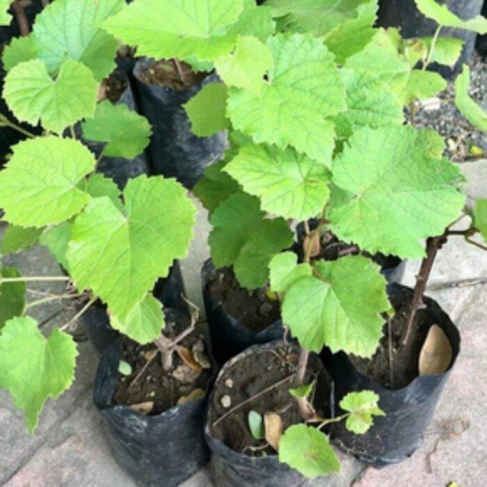 Hybrid Thai Seedless Grapes Grafting Plant (Pack Of-1)