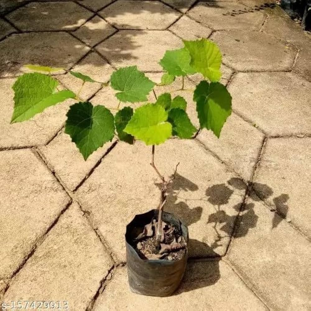 Hybrid Thai Seedless Grapes Grafting Plant (Pack Of-1)