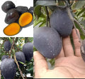 Kohitur Mango Fruit Plant (Hybrid & Grafting) Pack Of-1