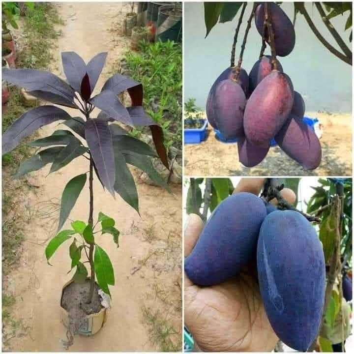 Kohitur Mango Fruit Plant (Hybrid & Grafting) Pack Of-1