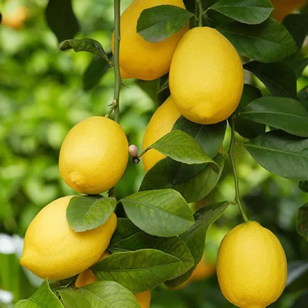 Thi Pati Lemon(Hybrid & Grafting) Pack Of-1