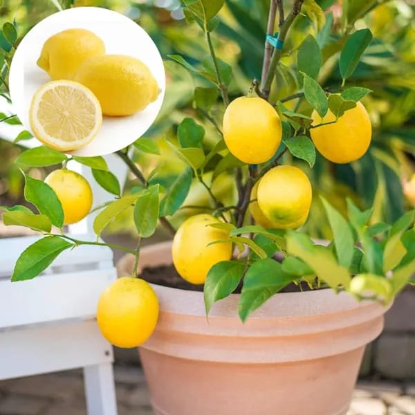 Thi Pati Lemon(Hybrid & Grafting) Pack Of-1