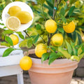 Thi Pati Lemon(Hybrid & Grafting) Pack Of-1