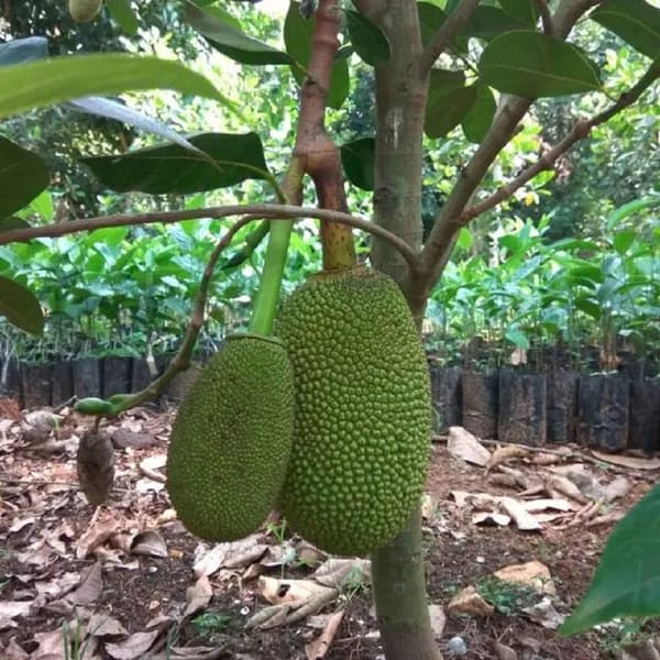 Jackfruit Plant (Hybrid & Grafting) Pack Of-1