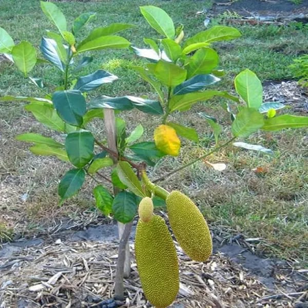 Jackfruit Plant (Hybrid & Grafting) Pack Of-1