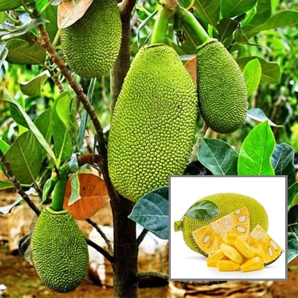 Jackfruit Plant (Hybrid & Grafting) Pack Of-1
