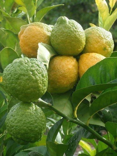 Kaffir Lemon Fruit Plant (Hybrid & Grafting) Pack Of-1