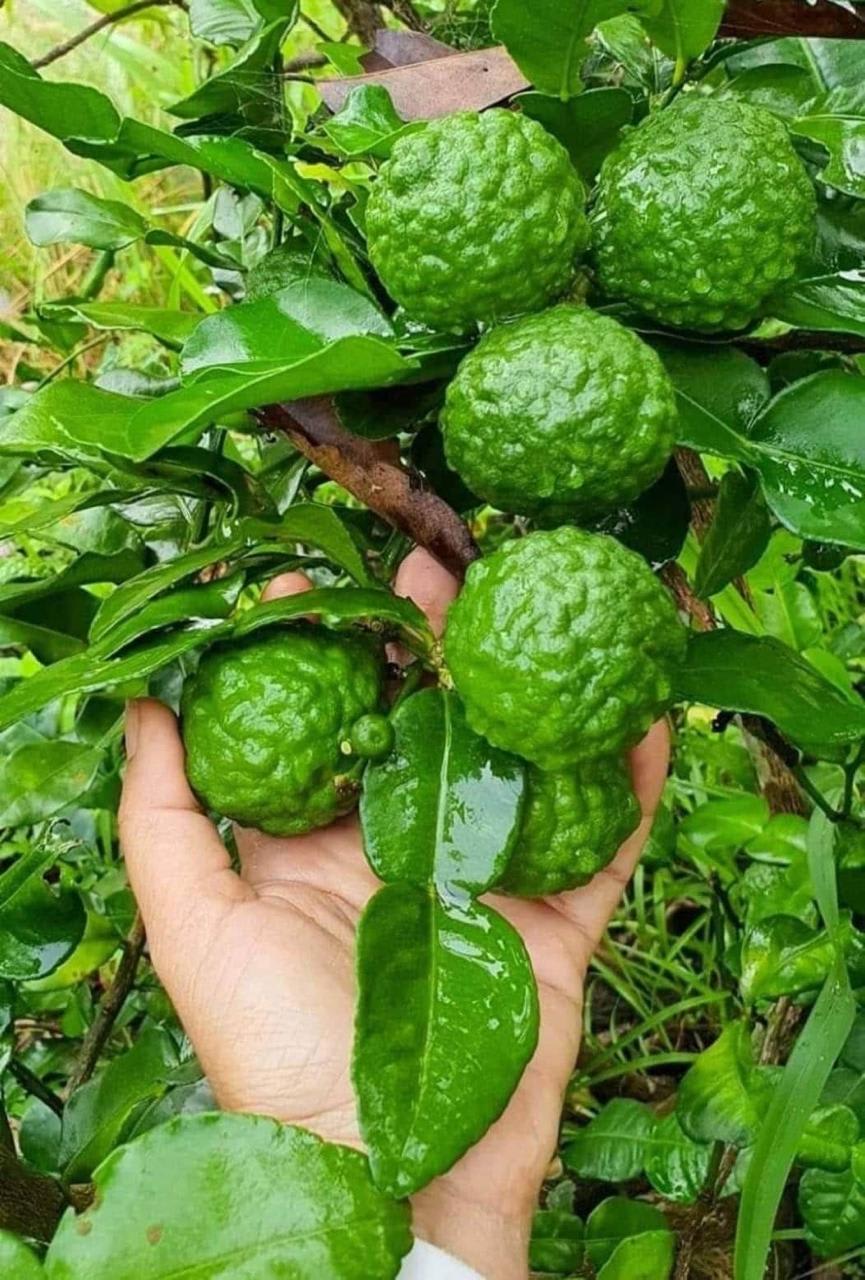 Kaffir Lemon Fruit Plant (Hybrid & Grafting) Pack Of-1