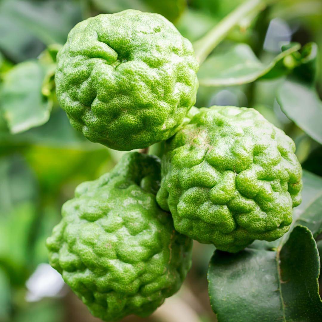 Kaffir Lemon Fruit Plant (Hybrid & Grafting) Pack Of-1