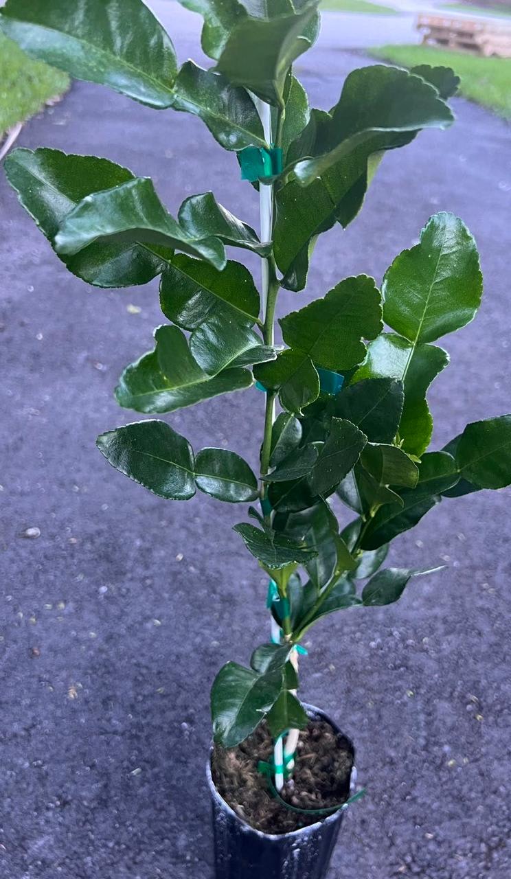 Kaffir Lemon Fruit Plant (Hybrid & Grafting) Pack Of-1