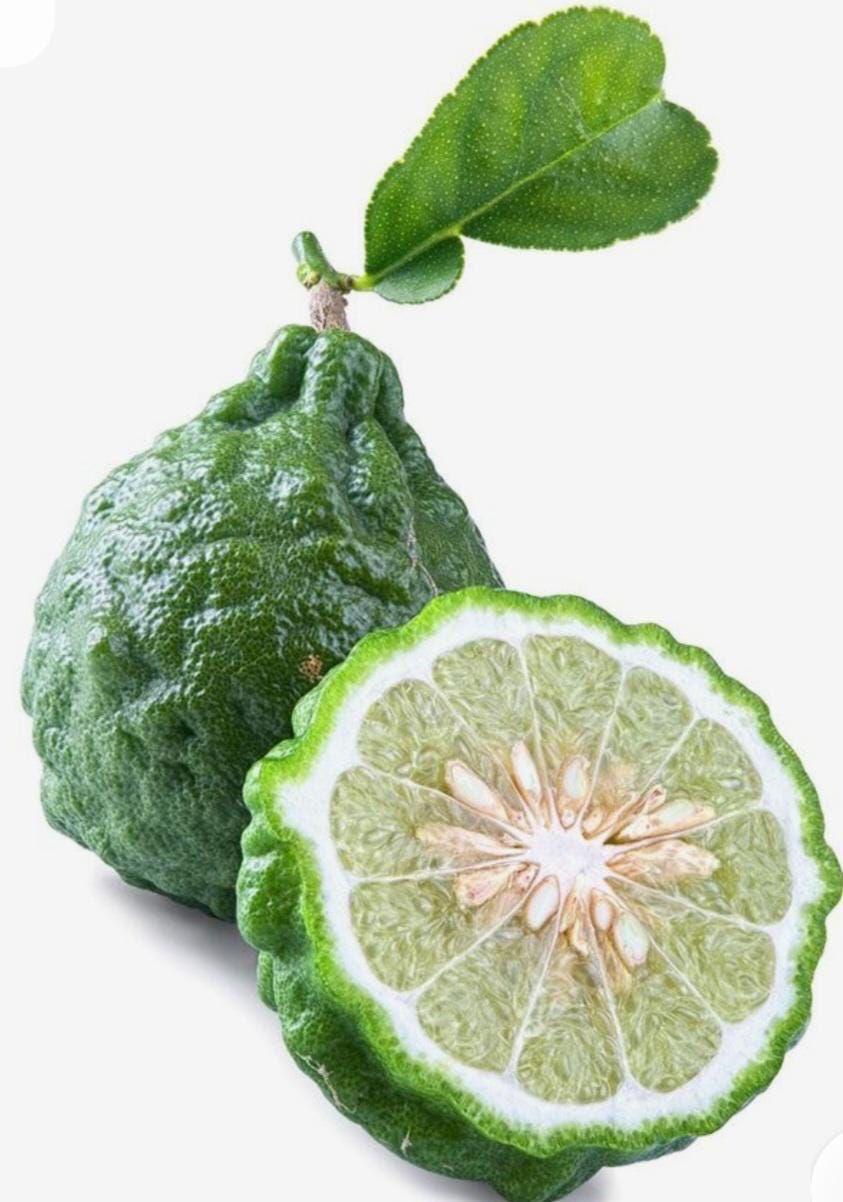 Kaffir Lemon Fruit Plant (Hybrid & Grafting) Pack Of-1