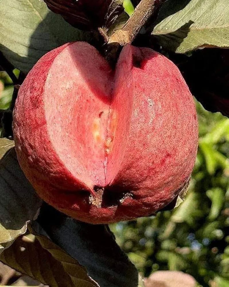 Hybrid Red Malaysian Guava Grafting Fruit Plant (Pack Of-1)