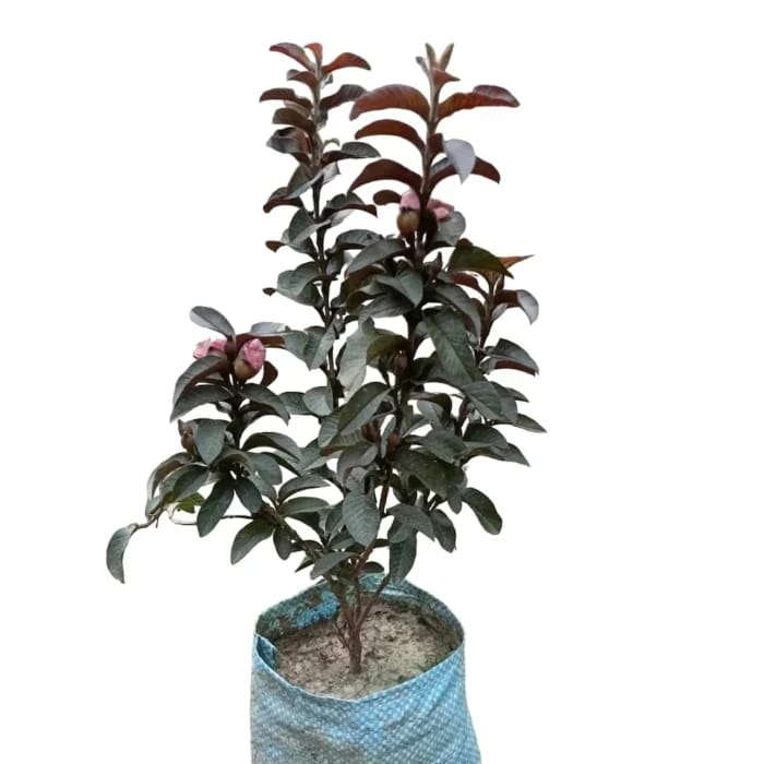 Hybrid Red Malaysian Guava Grafting Fruit Plant (Pack Of-1)