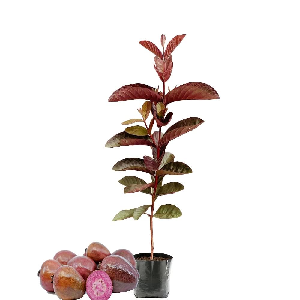 Hybrid Red Malaysian Guava Grafting Fruit Plant (Pack Of-1)