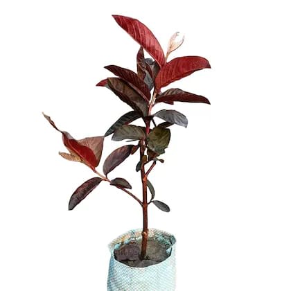 Hybrid Red Malaysian Guava Grafting Fruit Plant (Pack Of-1)