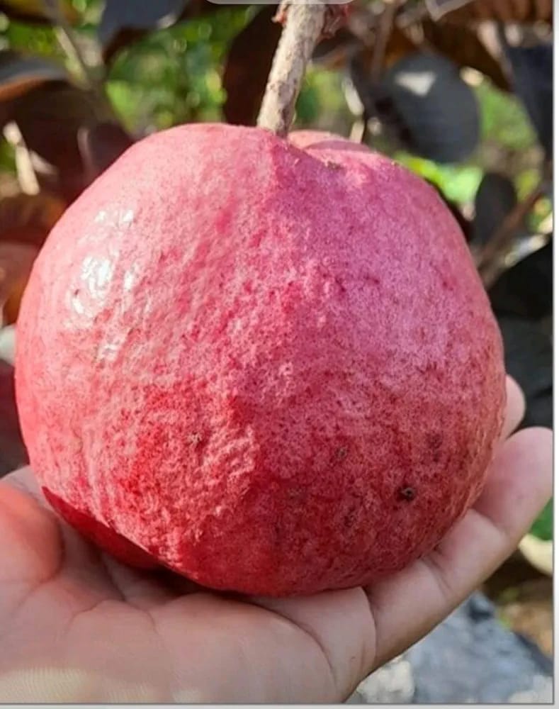 Hybrid Red Malaysian Guava Grafting Fruit Plant (Pack Of-1)