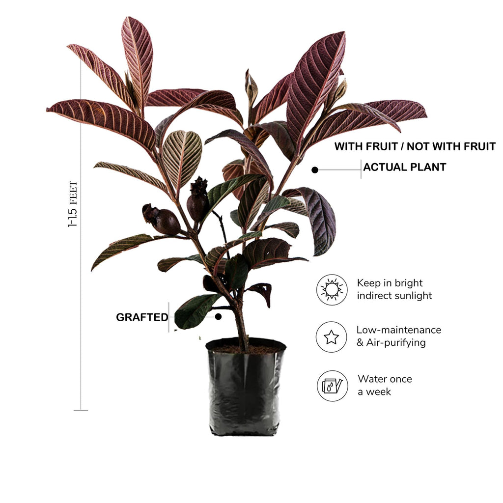 Hybrid Red Malaysian Guava Grafting Fruit Plant (Pack Of-1)