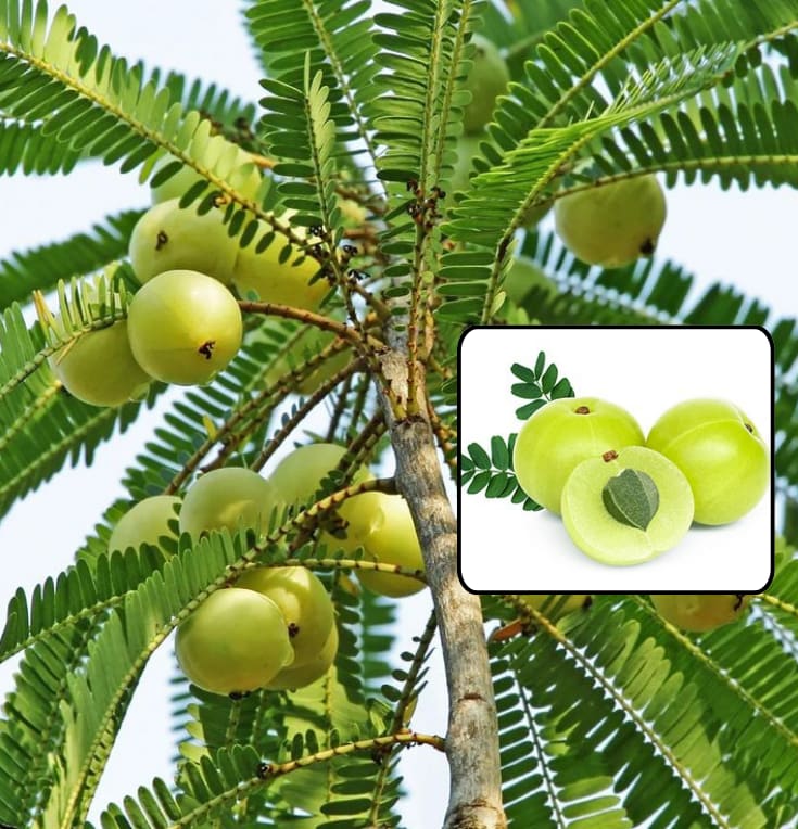 Green-Amla-Thai---Grafted-and-Hybrid-Plant (Pack Of 1)