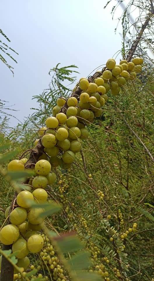 Green-Amla-Thai---Grafted-and-Hybrid-Plant (Pack Of 1)