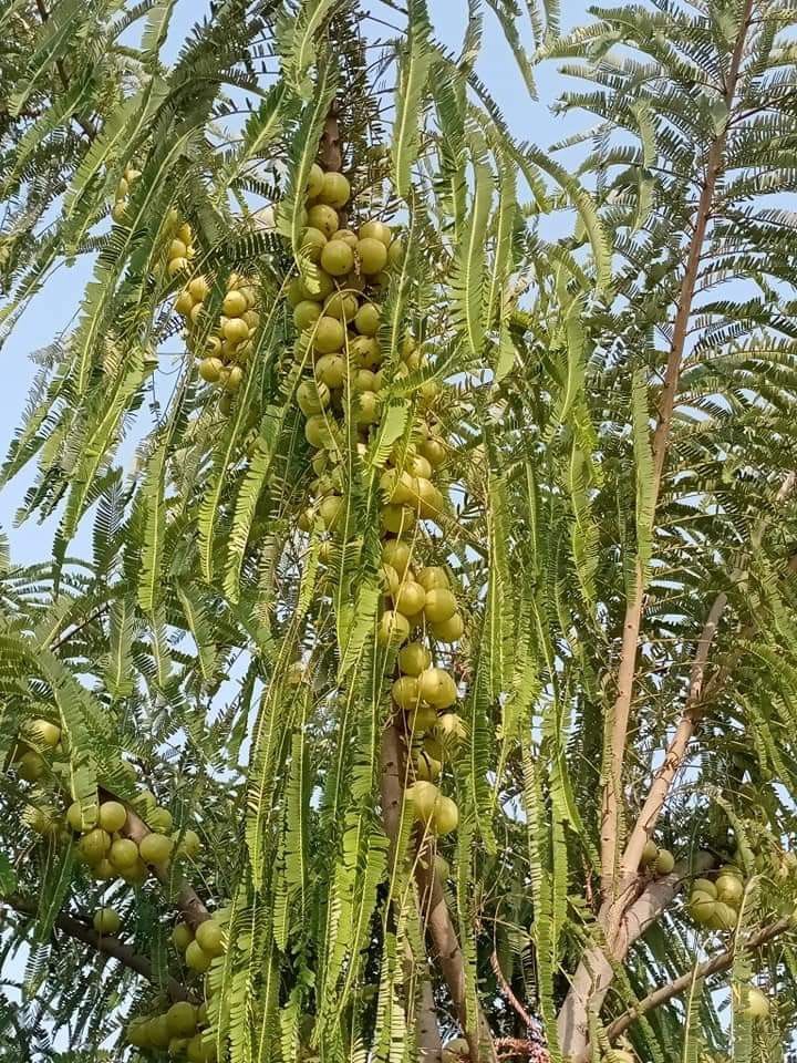 Green-Amla-Thai---Grafted-and-Hybrid-Plant (Pack Of 1)