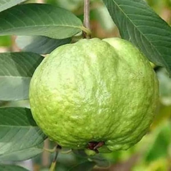 Hybrid Thai Kg Guava Plant (Pack Of-1 )