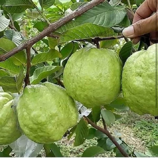Hybrid Thai Kg Guava Plant (Pack Of-1 )