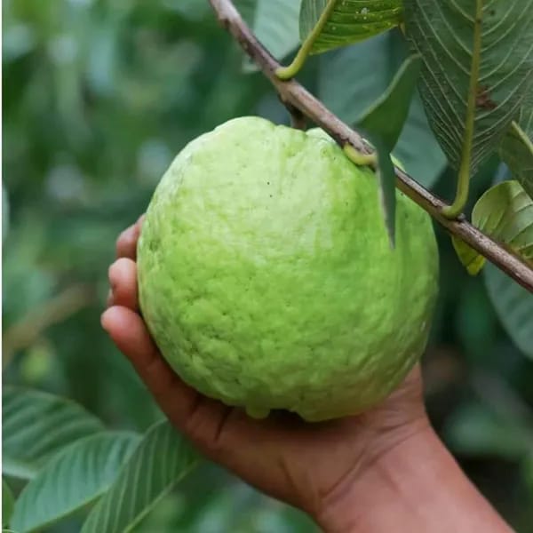 Hybrid Thai Kg Guava Plant (Pack Of-1 )
