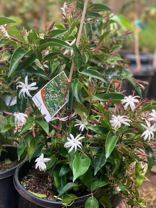 Angel Wing Jasmine Flower Plant (Pack Of-1 )
