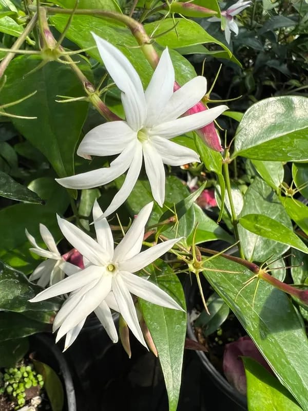 Angel Wing Jasmine Flower Plant (Pack Of-1 )