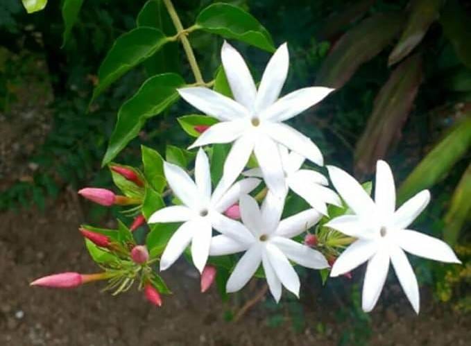 Angel Wing Jasmine Flower Plant (Pack Of-1 )