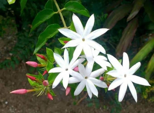 Angel Wing Jasmine Flower Plant (Pack Of-1 )