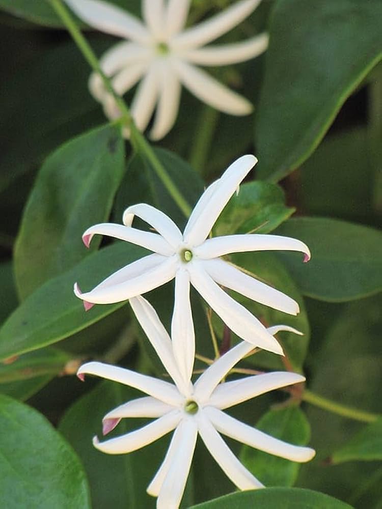 Angel Wing Jasmine Flower Plant (Pack Of-1 )