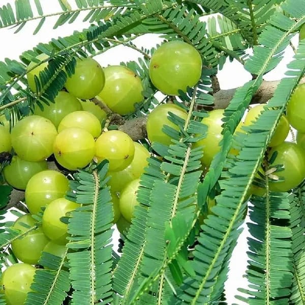 Amla Green (Hybrid & Grafting)Fruit Plant Pack Of-1