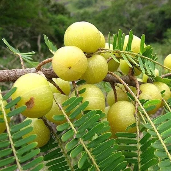 Amla Green (Hybrid & Grafting)Fruit Plant Pack Of-1