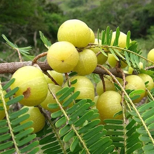 Amla Green (Hybrid & Grafting)Fruit Plant Pack Of-1