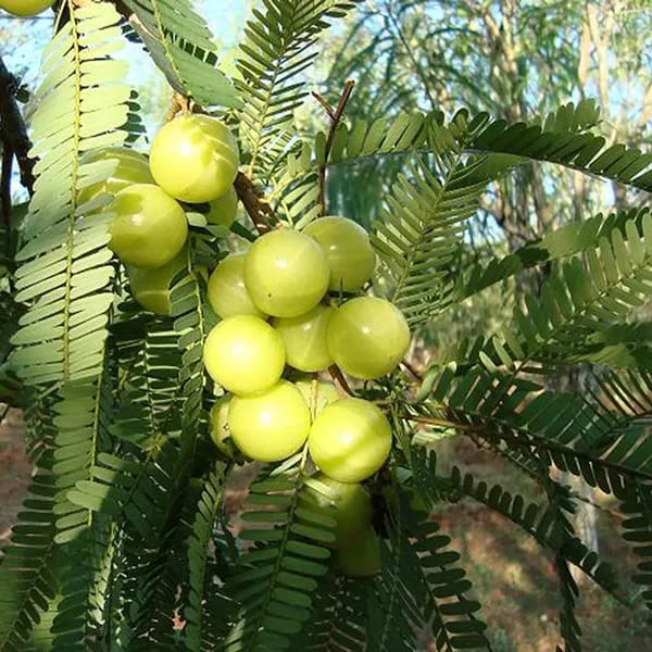 Amla Green (Hybrid & Grafting)Fruit Plant Pack Of-1