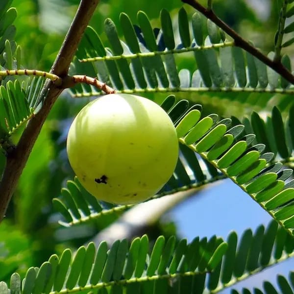 Amla Green (Hybrid & Grafting)Fruit Plant Pack Of-1