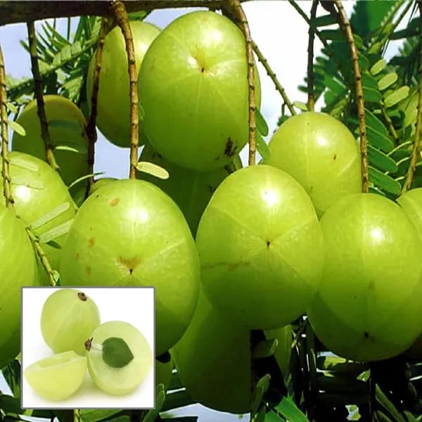 Amla Green (Hybrid & Grafting)Fruit Plant Pack Of-1