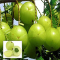 Amla Green (Hybrid & Grafting)Fruit Plant Pack Of-1